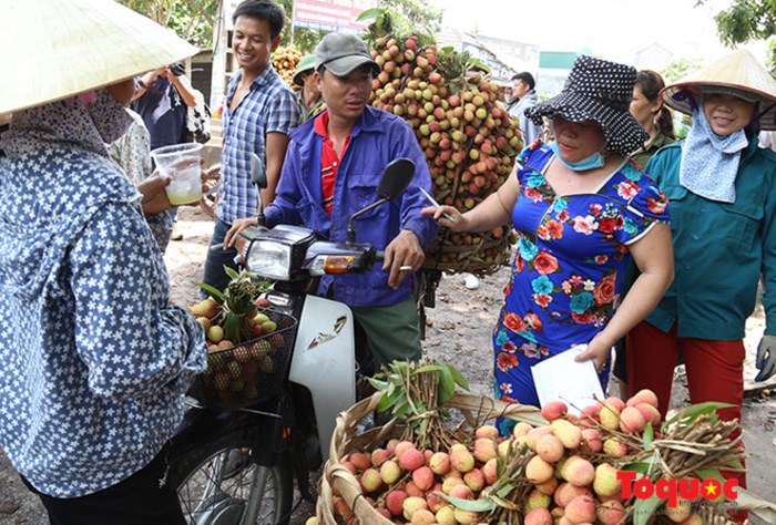 Không có chuyện vải thiều mất giá tại Bắc Giang và Hải Dương