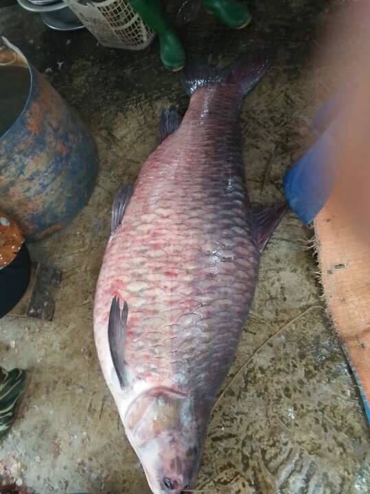 Ngư dân bắt được cá trắm đen khủng, nặng 71kg ở hồ Thác Bà3
