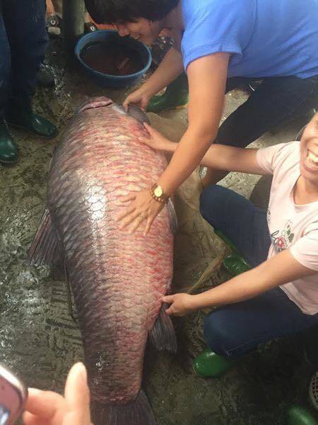 Ngư dân bắt được cá trắm đen khủng, nặng 71kg ở hồ Thác Bà5