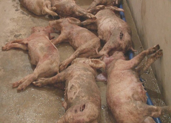 Hà Tĩnh: Tá hóa phát hiện 12 con lợn bị kẻ xấu đâm chết trong đêm