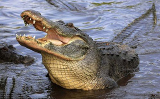 Phát hiện cánh tay người trong bụng cá sấu dài 3m