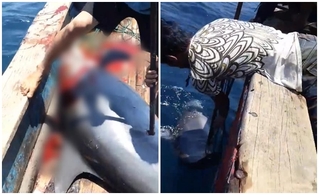 Phẫn nộ clip nhóm ngư dân săn bắt và sát hại dã man cá heo trên biển