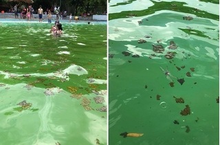 Bể bơi tại Khoang Xanh - Suối Tiên bị tố chất bẩn nổi kín mặt nước