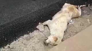Nhóm công nhân thản nhiên rải nhựa đường lên một chú chó đang nằm ngủ