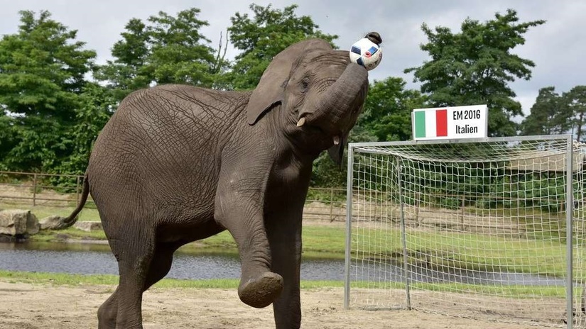 Những nhà tiên tri động vật chuyên dự đoán đúng kết quả World Cup