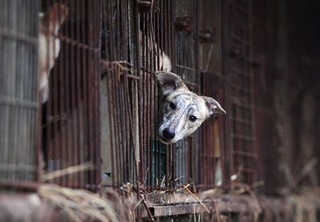 Hàn Quốc: Việc giết chó ăn thịt chính thức là hành động bất hợp pháp