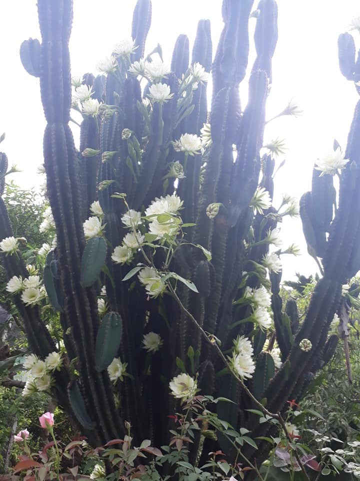 cây xương rồng gần 30 năm nở hoa trắng muốt 4