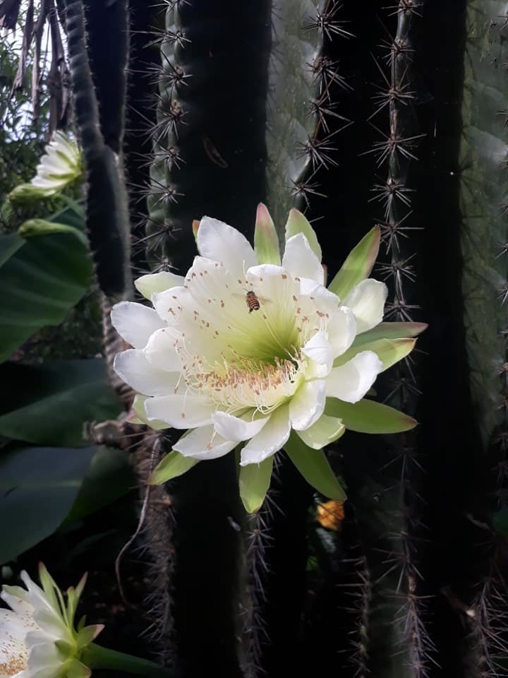 cây xương rồng gần 30 năm nở hoa trắng muốt 5