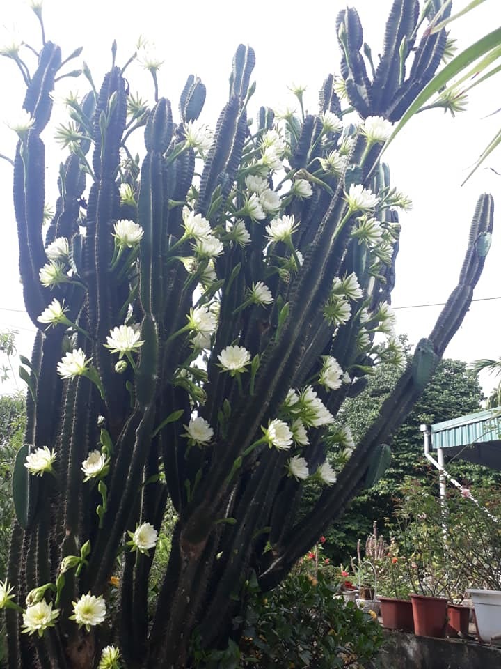 cây xương rồng gần 30 năm nở hoa trắng muốt 7