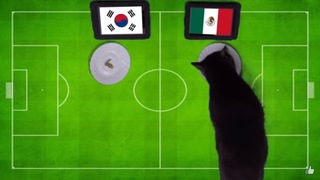 Các 'nhà tiên tri' đại bàng, vẹt và mèo đồng lòng dự đoán kết quả trận Mexico-Hàn Quốc