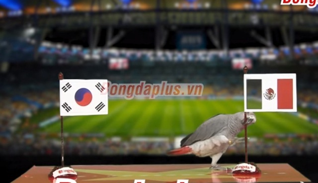 đại bàng, vẹt và mèo đồng lòng dự đoán kết quả trận Mexico Hàn Quốc