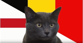 Mèo tiên tri dự đoán bất ngờ về trận đấu giữa Anh và Bỉ