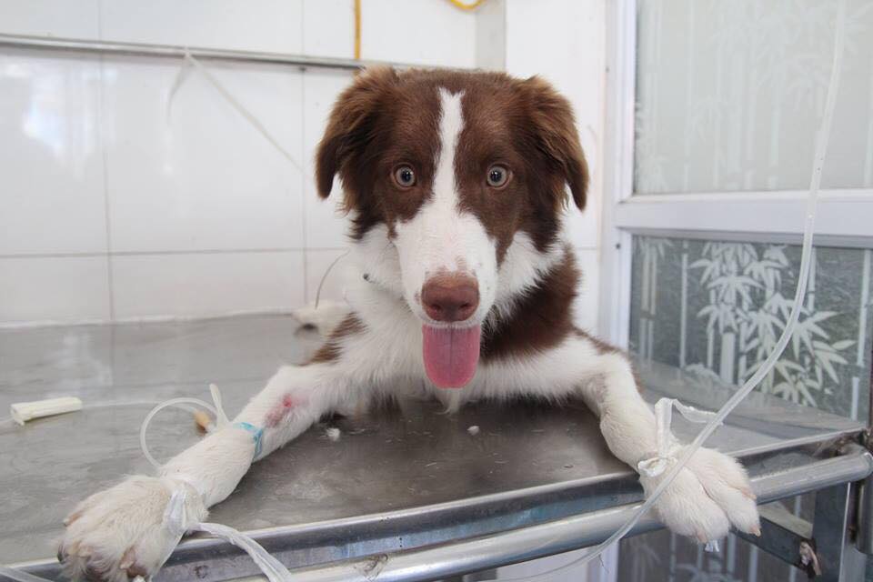 Chủ nhân của chú chó này đang cho cún cưng đi điều trị bệnh