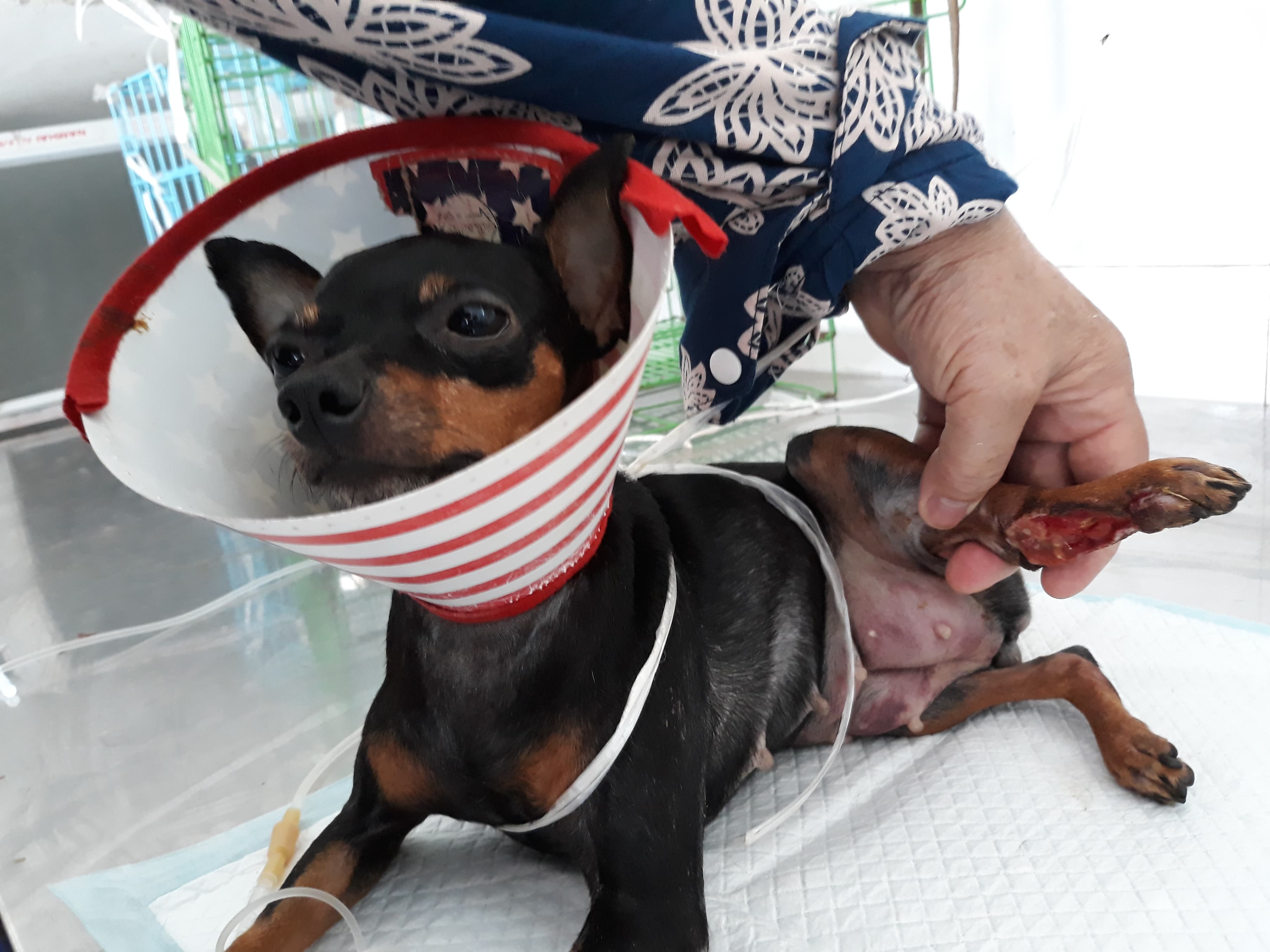 Chú chó này bị tai nạn được chủ nhân đưa vào viện điều trị