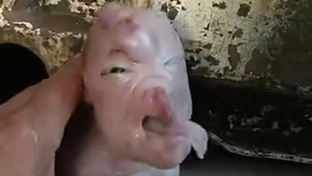 Kỳ lạ lợn có khuôn mặt giống người tại Trung Quốc