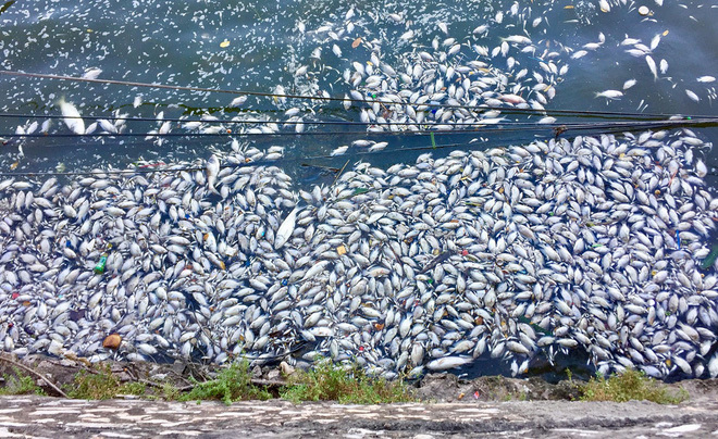Xác định nguyên nhân ban đầu vụ cá chết ở Hồ Tây 