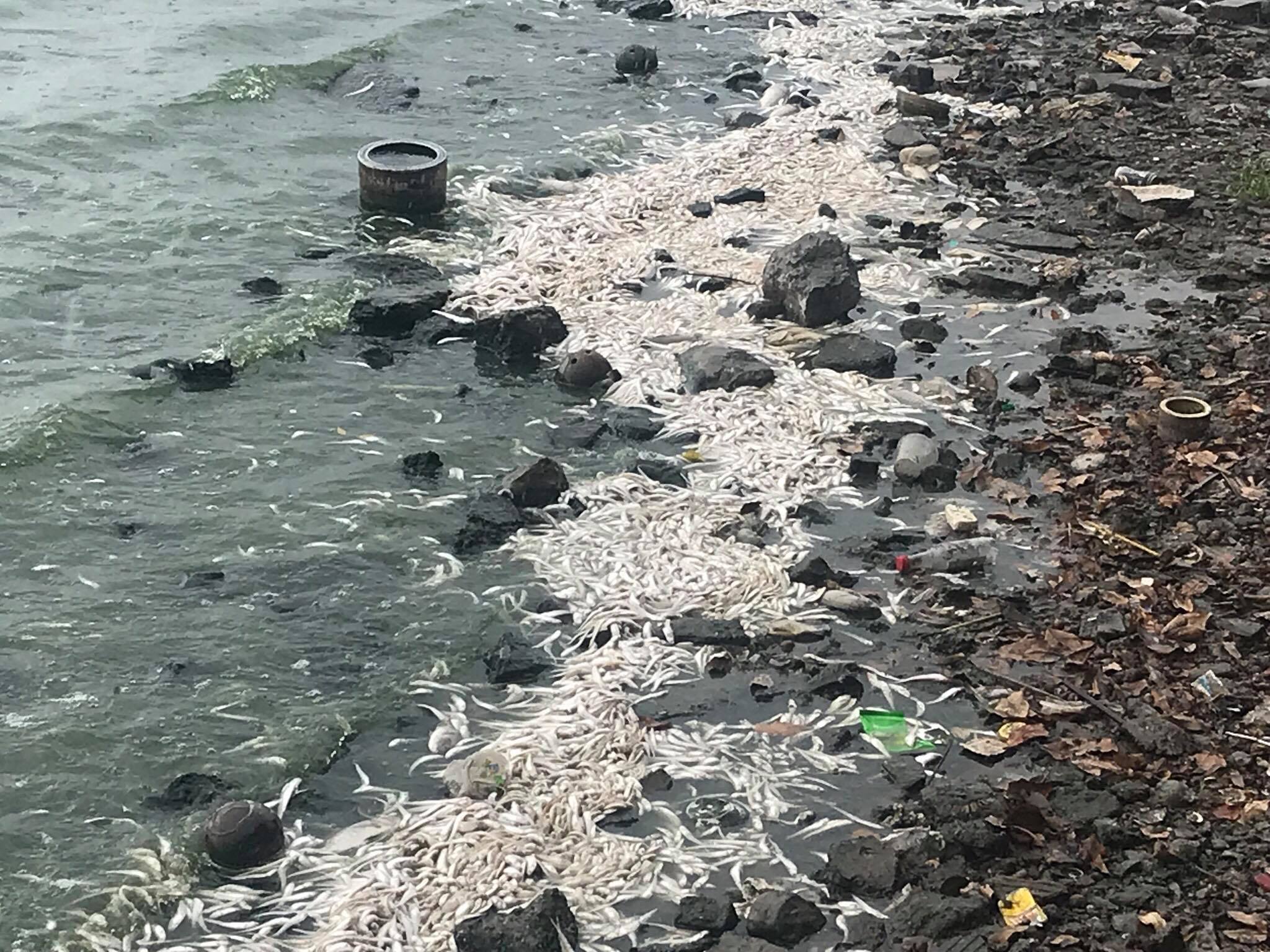 Cá chết hàng loạt nổi trắng kín ven hồ dọc theo tuyến đường Vệ Hồ (Tây Hồ. Hà Nội)