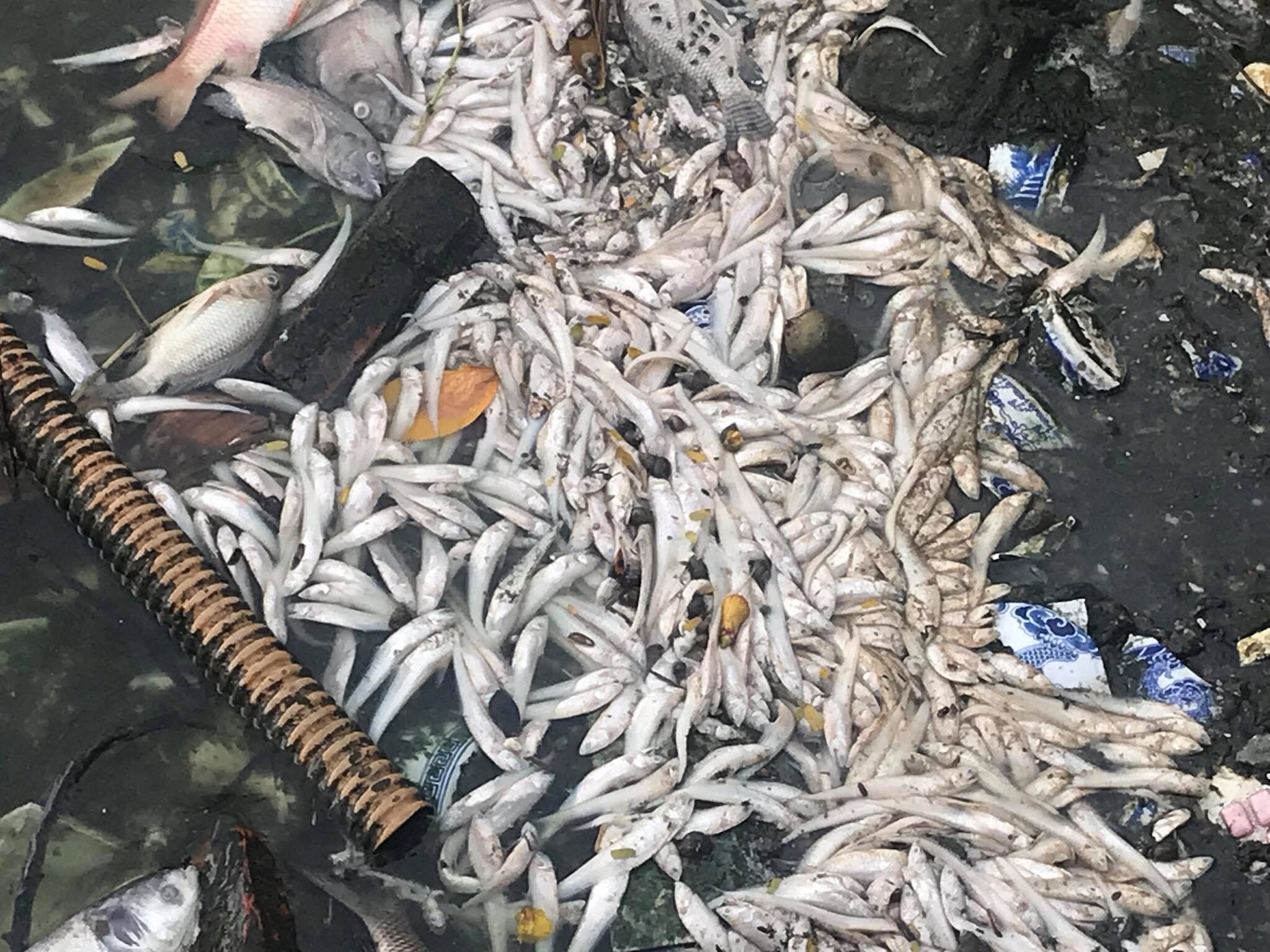 Năm 2016 Hà Nội từng vớt được khoảng 200 tấn cá chết trắng ở hồ Tây