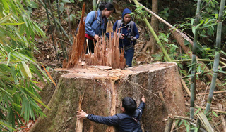 Truy nã 2 kẻ cầm đầu vụ phá rừng lim cổ thụ ở Quảng Nam