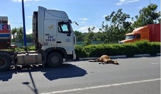 Bình Dương: Tài xế xe container tông chết con bò vì 'bất đắc dĩ'