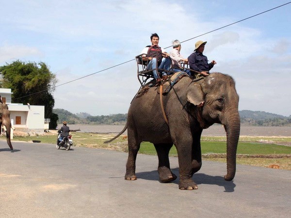 Du khách sẽ không được cưỡi voi ở Vườn Quốc gia Yok Đôn 