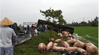 Xe tải đâm nhau nát đầu, hàng trăm con lợn chạy tán loạn trên đường