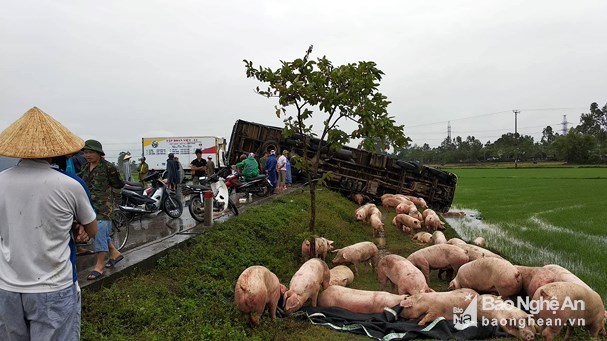 Xe tải đâm nhau, hàng trăm con lợn chạy trên đường tránh Vinh 2