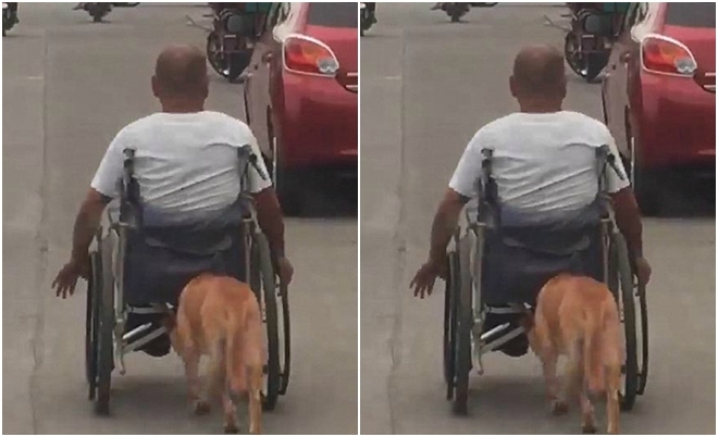 Người qua đường xúc động nhìn chú chó dùng mũi đẩy xe lăn cho chủ