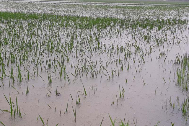 Bão số 3 đổ bộ Nam Định, hàng nghìn ha lúa nguy cơ bị ngập úng