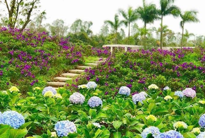 Ngất ngây với vẻ đẹp tại công viên hoa hồng độc đáo nhất Việt Nam