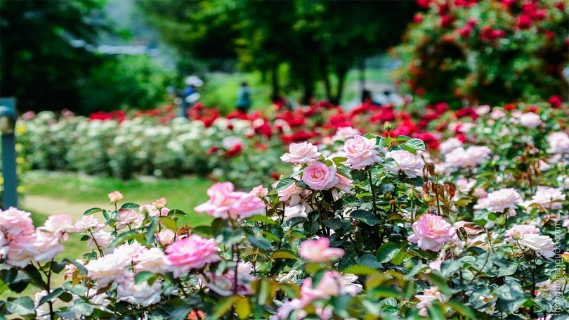 Ngất ngây với vẻ đẹp tại công viên hoa hồng độc đáo nhất Việt Nam