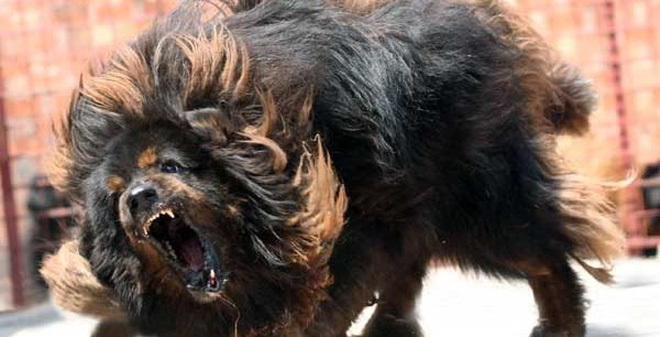 Chó ngao Tây Tạng là loại chó dữ, chỉ nghe lời một chủ