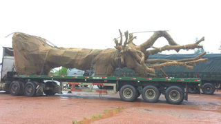 Xe đầu kéo chở cây 'quái thú' bị tạm giữ tại Quảng Trị