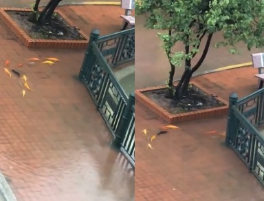 cá vàng bơi giữa sân trường