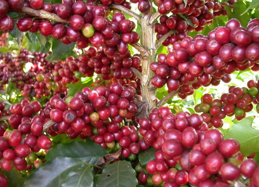 Thị trường nông sản hôm nay 24/7: Giá cà phê có xu hướng tăng