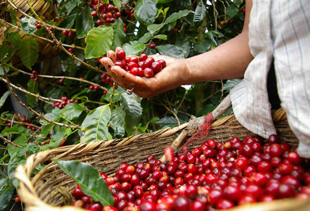 Giá cà phê hôm nay 2/8: Cà phê rớt giá dưới mức 35.000 đồng/kg