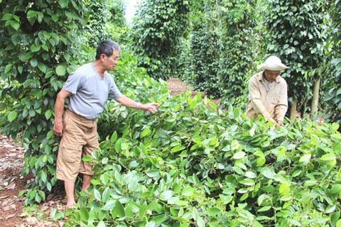 Giá tiêu hôm nay rớt mạnh