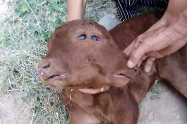 Bê đột biến 2 khuôn mặt, 2 tai, 2 miệng tại Trung Quốc