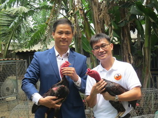 Ông chủ Thái Lan bật mí cách chăm sóc gà chọi