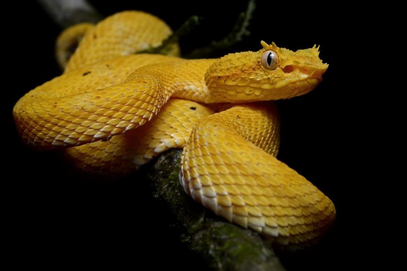 1 mét vuông 5 con rắn, Brazil