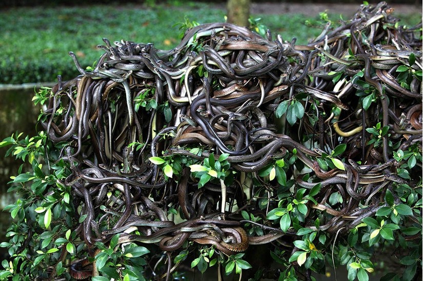 1 mét vuông 5 con rắn, Brazil