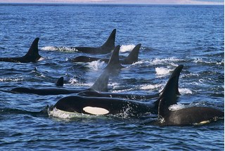 Hành trình xúc động của cá voi sát thủ 'ôm' xác con đi khắp Thái Bình Dương 