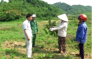 Tuyên Quang: Hàng loạt vườn cây ăn quả của người dân bị phá hoại