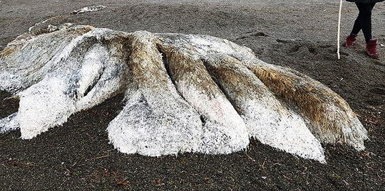 Sinh vật kỳ lạ trôi dạt vào bờ biển Nga khiến dư luận xôn xao