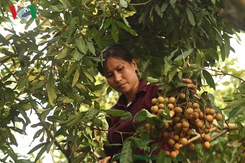 Người trồng nhãn ở Hưng Yên bác tin giá 3.000 - 4.000 đồng/kg