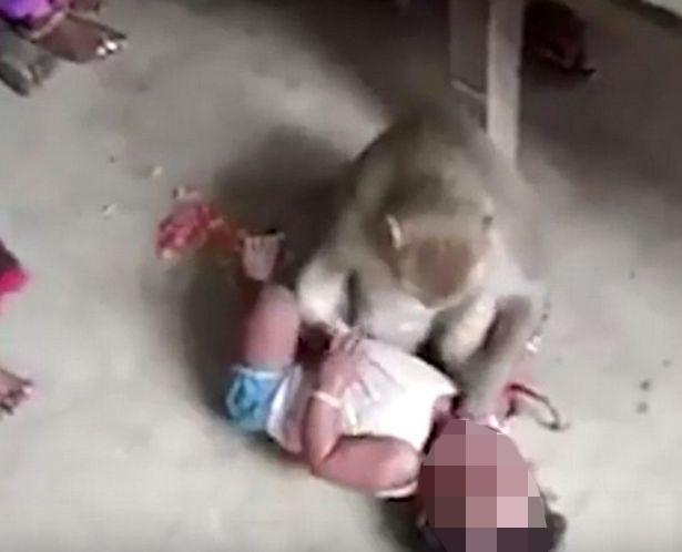 Con khỉ hung hãn liên tục cố gắng bắt cóc trẻ em trong làng