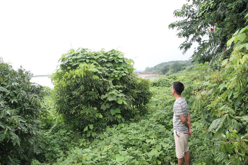 Hà Nội: Ai san phẳng 3.500m2 đất cùng hàng chục gốc cây ăn quả của người dân?8