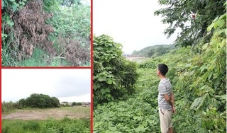 Hà Nội: Vườn cây ăn quả của người dân bị đối tượng lạ san phẳng