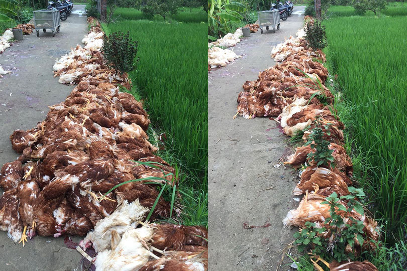 Hải Phòng: Hàng nghìn con gà bị chết do sự cố về điện