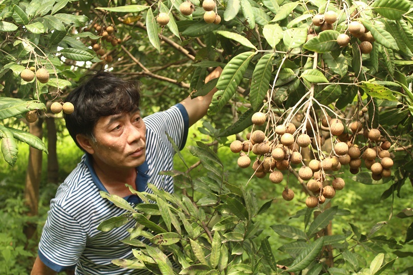 Trang trại nhãn hữu cơ giữa lòng Thủ Đô